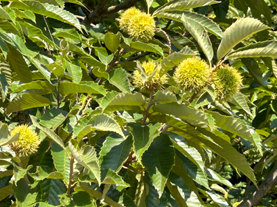 農(nóng)業(yè)農(nóng)村部等九部門部署開(kāi)展“我的家鄉(xiāng)...